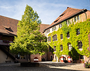 Bild: Kunigundenlinde im inneren Burghof